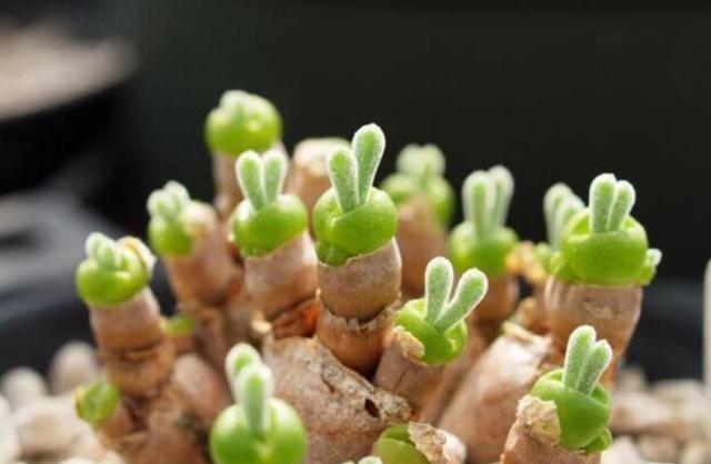 植物多肉長(zhǎng)得大怎么回事_植物多肉長(zhǎng)得大怎么辦_長(zhǎng)得最大的多肉植物