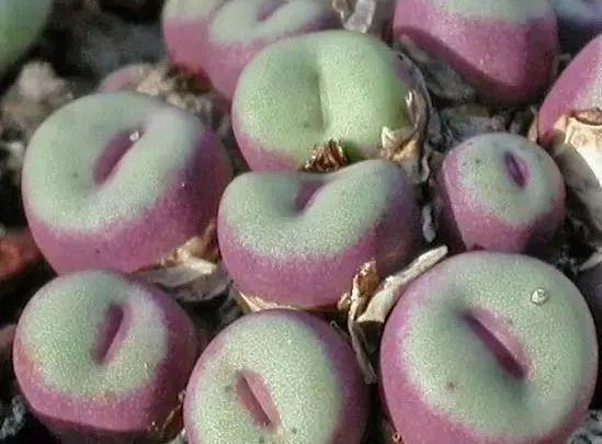 長(zhǎng)得最大的多肉植物_植物多肉長(zhǎng)得大怎么回事_植物多肉長(zhǎng)得大怎么辦