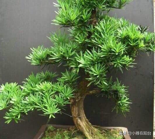 6種盆栽，適合客廳養(yǎng)，富貴吉祥旺宅，越養(yǎng)越值錢，勝過吊蘭綠籮