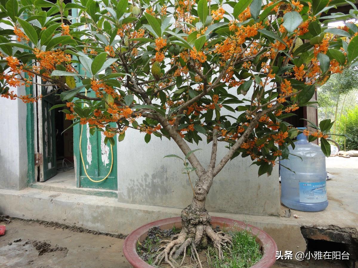 客廳易養(yǎng)植物_客廳易養(yǎng)易活的綠植有哪些_易客廳養(yǎng)活綠植有什么好處