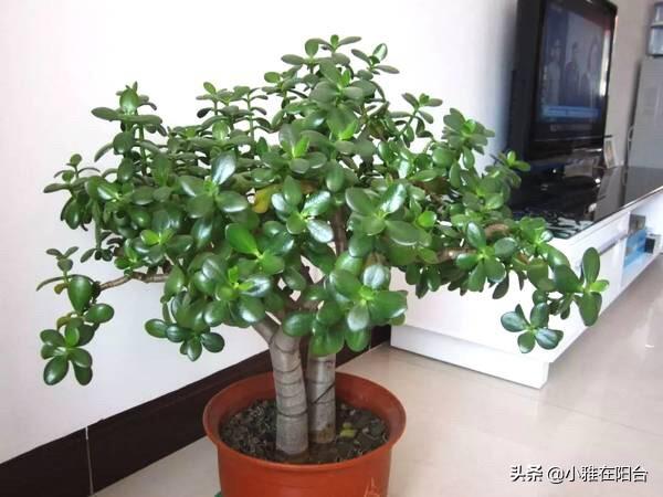 客廳易養(yǎng)植物_客廳易養(yǎng)易活的綠植有哪些_易客廳養(yǎng)活綠植有什么好處