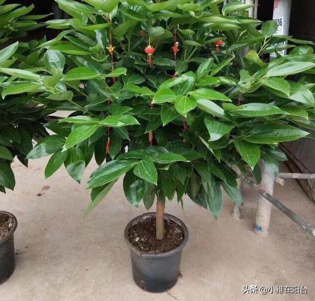 客廳易養(yǎng)易活的綠植有哪些_易客廳養(yǎng)活綠植有什么好處_客廳易養(yǎng)植物