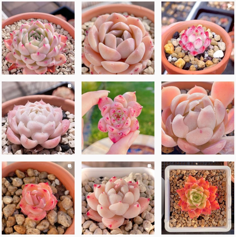 粉色玫瑰多肉_粉色玫瑰多肉怎么養(yǎng)_粉色玫瑰多肉好養(yǎng)嗎