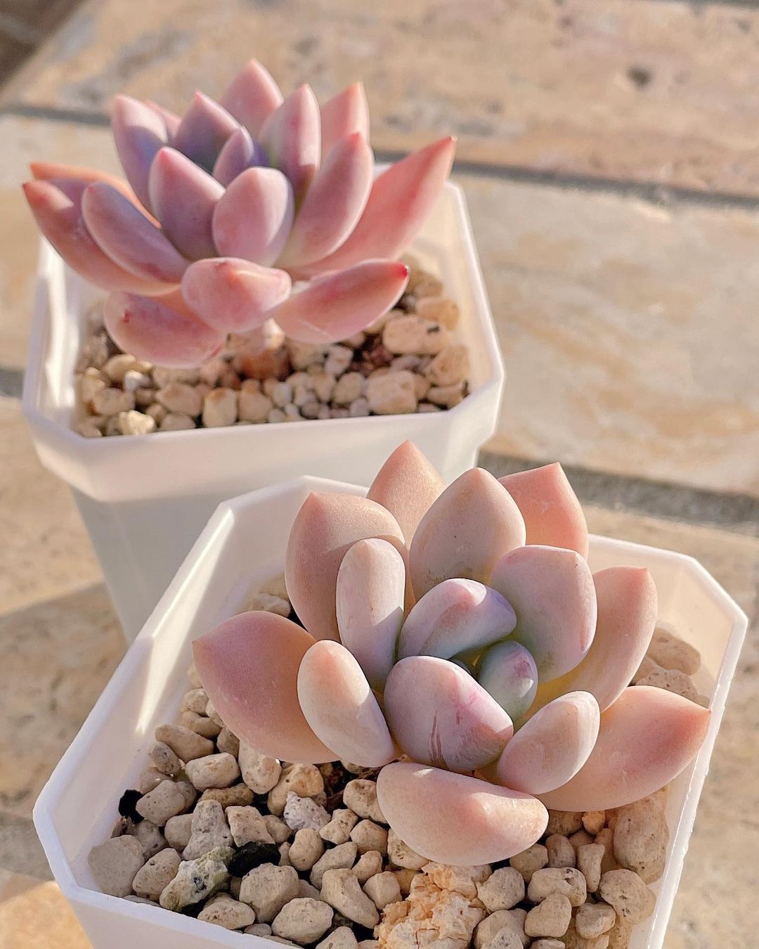 粉色玫瑰多肉怎么養(yǎng)_粉色玫瑰多肉好養(yǎng)嗎_粉色玫瑰多肉