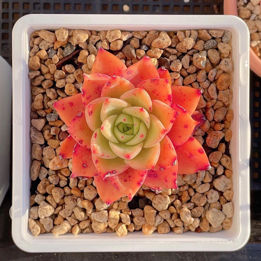 粉色玫瑰多肉_粉色玫瑰多肉怎么養(yǎng)_粉色玫瑰多肉好養(yǎng)嗎