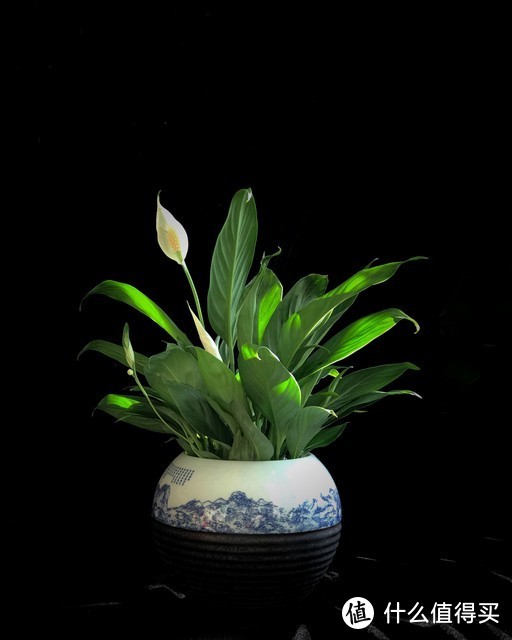 適合北陽(yáng)臺(tái)養(yǎng)的花有哪些_北陽(yáng)臺(tái)養(yǎng)什么花好_適合北陽(yáng)臺(tái)養(yǎng)的花