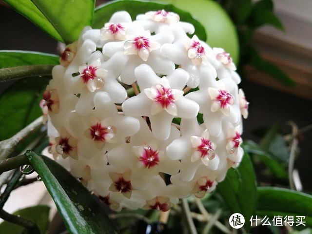 北陽(yáng)臺(tái)養(yǎng)什么花好_適合北陽(yáng)臺(tái)養(yǎng)的花_適合北陽(yáng)臺(tái)養(yǎng)的花有哪些