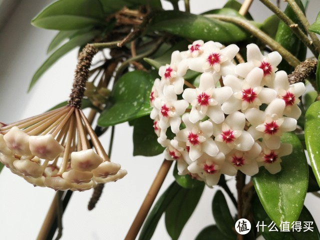 北陽(yáng)臺(tái)養(yǎng)什么花好_適合北陽(yáng)臺(tái)養(yǎng)的花_適合北陽(yáng)臺(tái)養(yǎng)的花有哪些