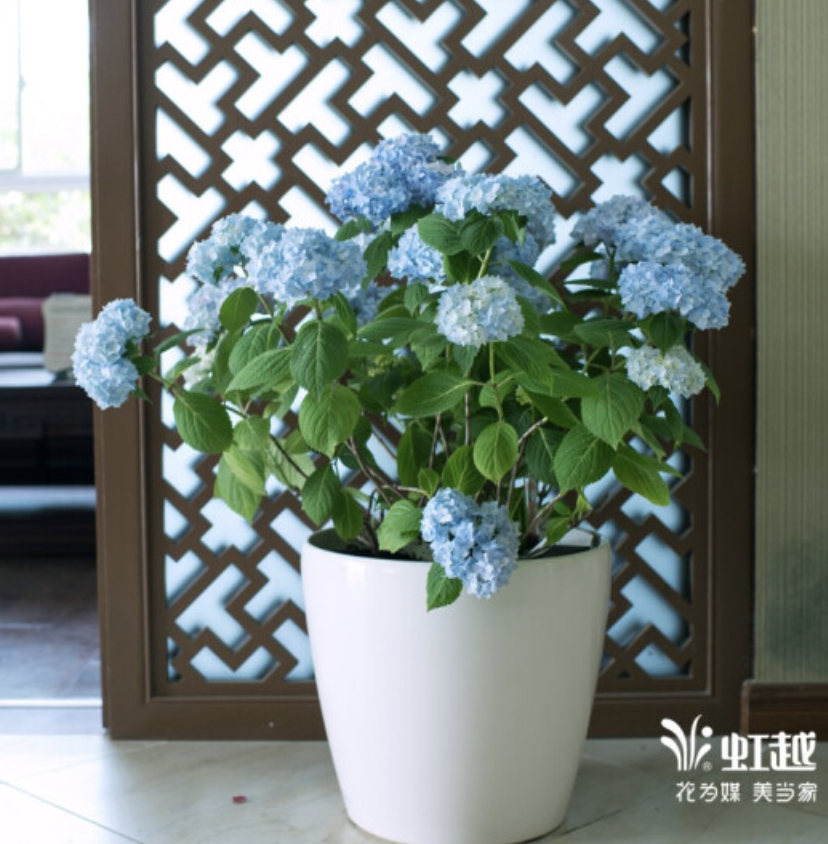 北陽(yáng)臺(tái)養(yǎng)什么花好_適合北陽(yáng)臺(tái)養(yǎng)的花_適合北陽(yáng)臺(tái)養(yǎng)的花有哪些