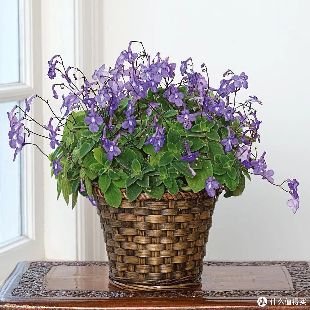 適合北陽(yáng)臺(tái)養(yǎng)的花有哪些_適合北陽(yáng)臺(tái)養(yǎng)的花_北陽(yáng)臺(tái)養(yǎng)什么花好