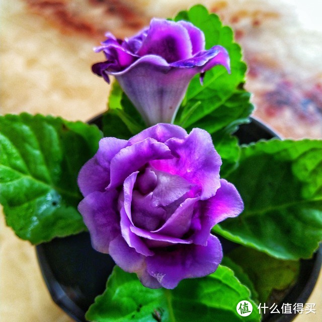 適合北陽(yáng)臺(tái)養(yǎng)的花有哪些_適合北陽(yáng)臺(tái)養(yǎng)的花_北陽(yáng)臺(tái)養(yǎng)什么花好