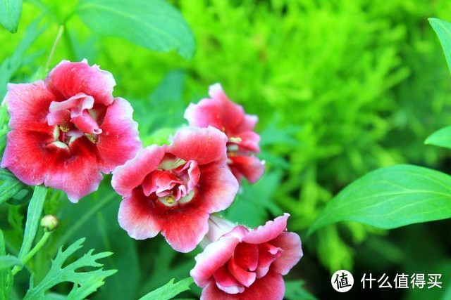 適合北陽(yáng)臺(tái)養(yǎng)的花有哪些_北陽(yáng)臺(tái)養(yǎng)什么花好_適合北陽(yáng)臺(tái)養(yǎng)的花