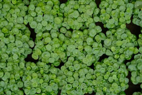 冬天銅錢草怎么過(guò)冬_冬天銅錢草怕冷嗎_冬天銅錢草的養(yǎng)護(hù)