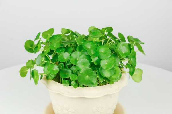 冬天銅錢草怕冷嗎_冬天銅錢草的養(yǎng)護(hù)_冬天銅錢草怎么過(guò)冬