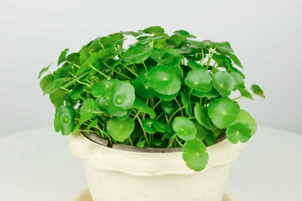 冬天銅錢草的養(yǎng)護(hù)_冬天銅錢草怎么過(guò)冬_冬天銅錢草怕冷嗎