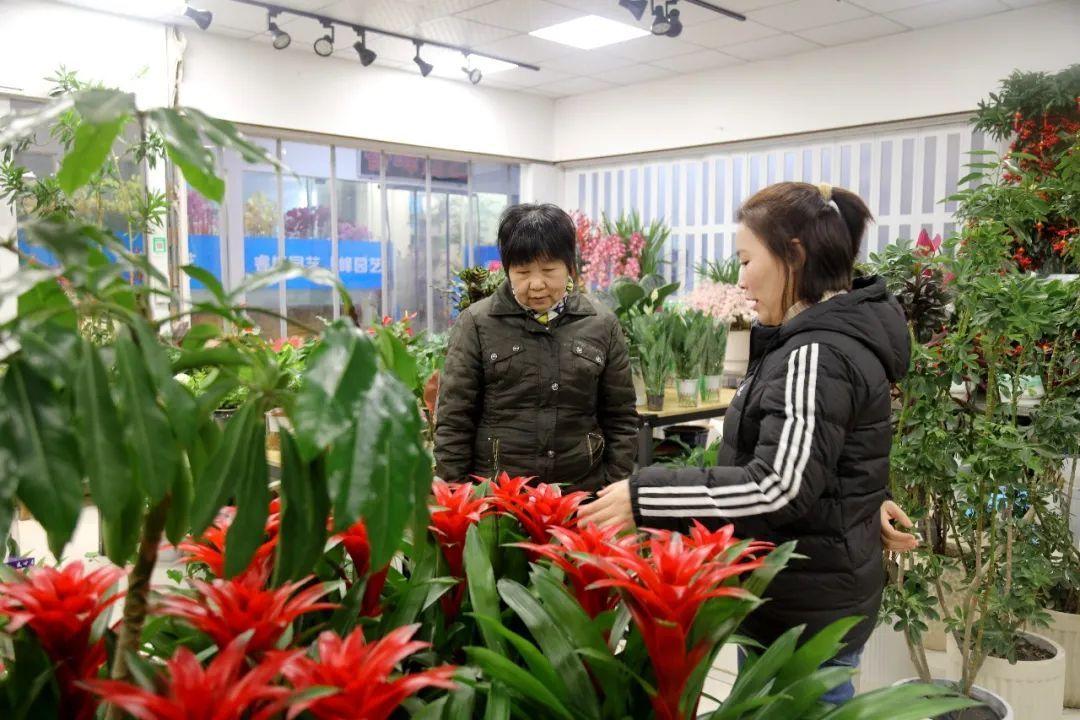 花卉批發(fā)綠植市場(chǎng)在哪里_綠植花卉批發(fā)市場(chǎng)_花卉綠植批發(fā)市場(chǎng)多少錢