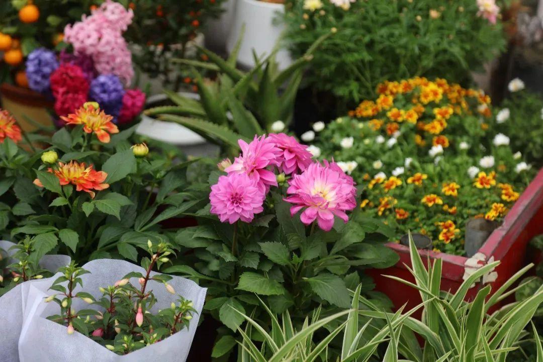 花卉綠植批發(fā)市場(chǎng)多少錢_綠植花卉批發(fā)市場(chǎng)_花卉批發(fā)綠植市場(chǎng)在哪里