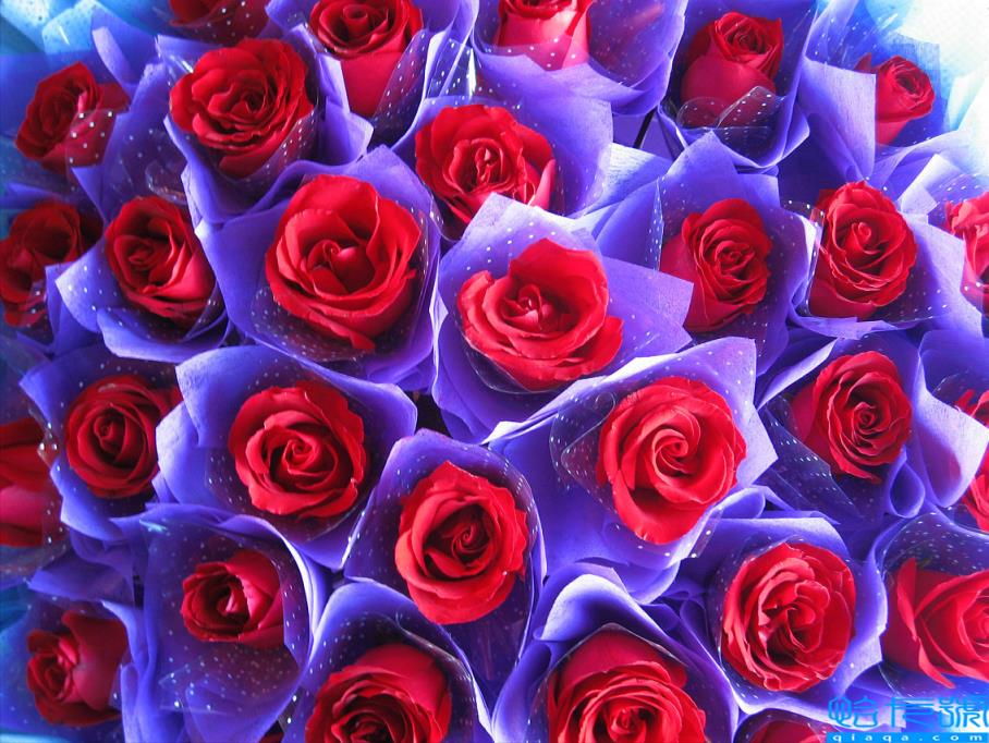 <strong>玫瑰花的寓意和花語(數(shù)量不同的玫瑰花含義不同)</strong>