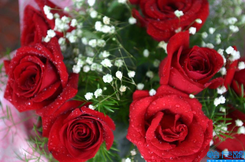 送玫瑰粉紅色花代表什么含義_送粉色玫瑰代表啥_送粉紅色的玫瑰花代表什么