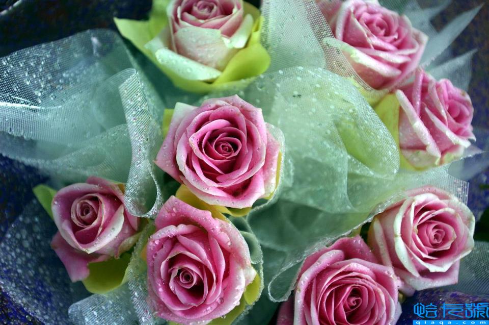 送粉色玫瑰代表啥_送玫瑰粉紅色花代表什么含義_送粉紅色的玫瑰花代表什么