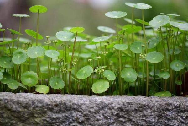 盆栽養(yǎng)銅錢草好不好_盆栽養(yǎng)銅錢草好嗎_銅錢草盆栽怎么養(yǎng)