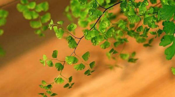 銅錢草盆栽怎么養(yǎng)_盆栽養(yǎng)銅錢草好嗎_盆栽養(yǎng)銅錢草好不好