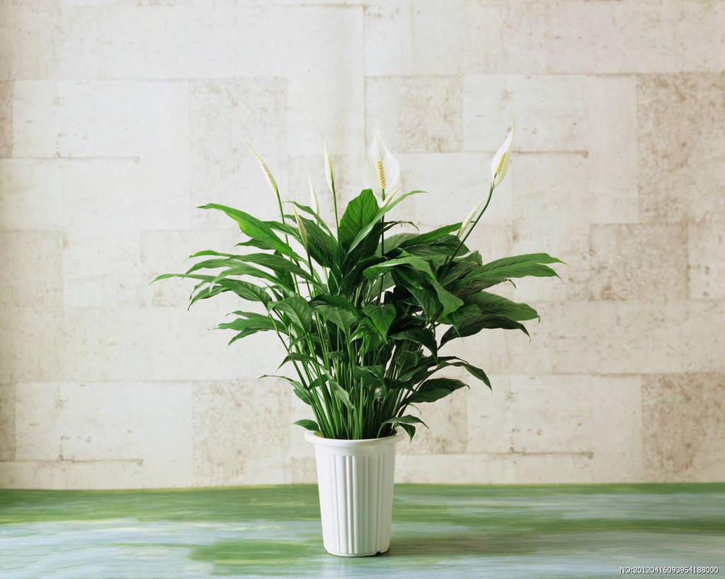 綠植水培植物_水培綠植有哪些_水培綠植該怎么辦