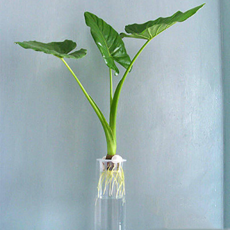 水培綠植有哪些_水培綠植該怎么辦_綠植水培植物