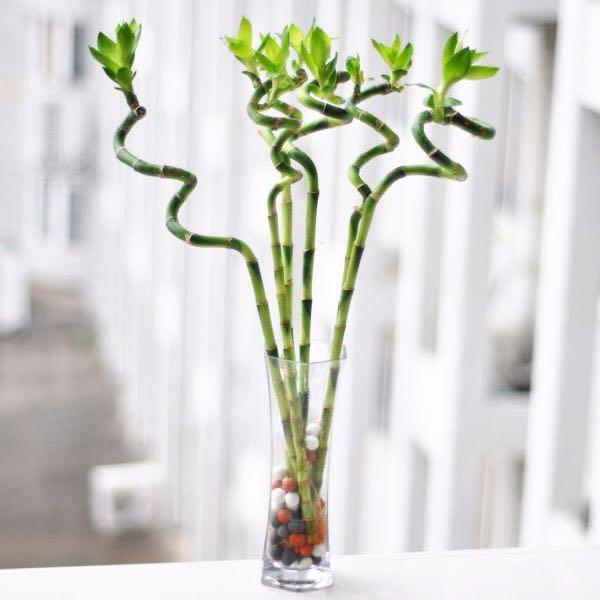 水培綠植該怎么辦_水培綠植有哪些_綠植水培植物