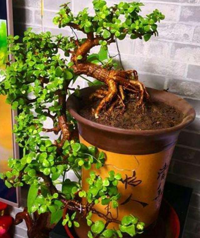 公認(rèn)的“16種養(yǎng)人花”，適合養(yǎng)在家里，不僅凈化能力強(qiáng)，還寓意好