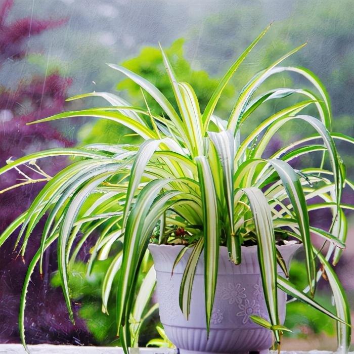 家養(yǎng)的盆栽植物_家里盆栽養(yǎng)什么植物好_盆栽植物好養(yǎng)室內(nèi)