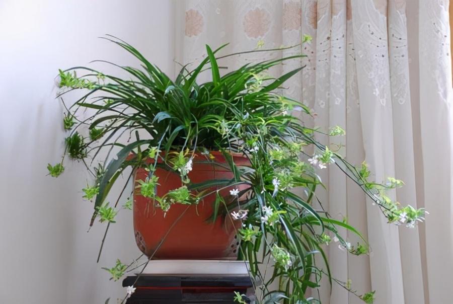 家養(yǎng)的盆栽植物_盆栽植物好養(yǎng)室內(nèi)_家里盆栽養(yǎng)什么植物好