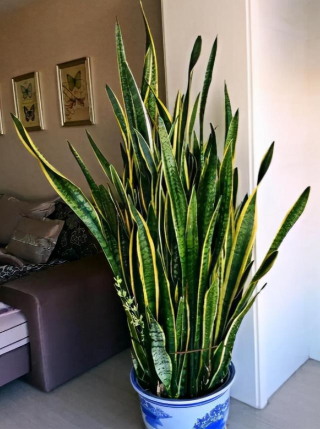 家里盆栽養(yǎng)什么植物好_盆栽植物好養(yǎng)室內(nèi)_家養(yǎng)的盆栽植物