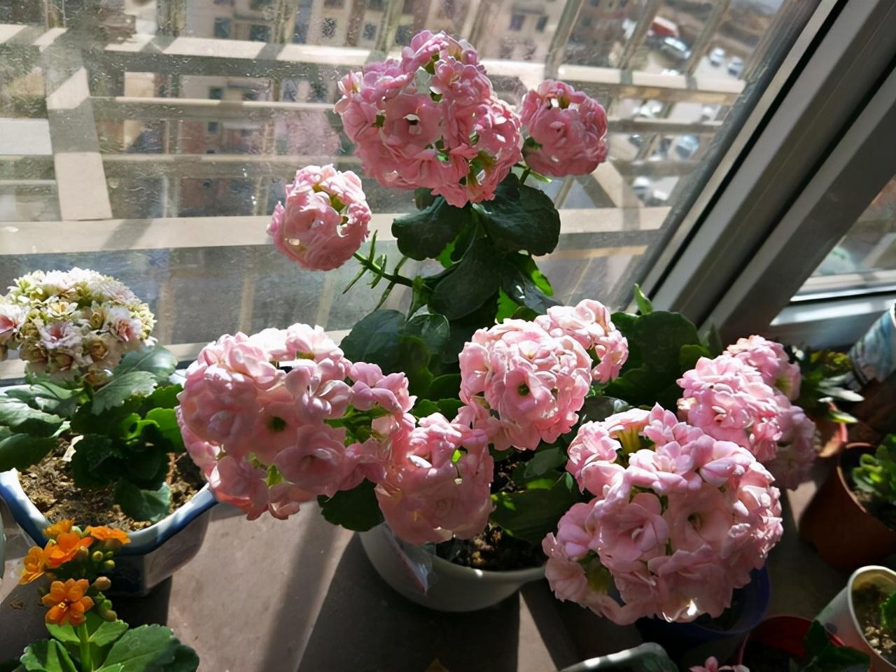 盆栽植物好養(yǎng)室內(nèi)_家養(yǎng)的盆栽植物_家里盆栽養(yǎng)什么植物好