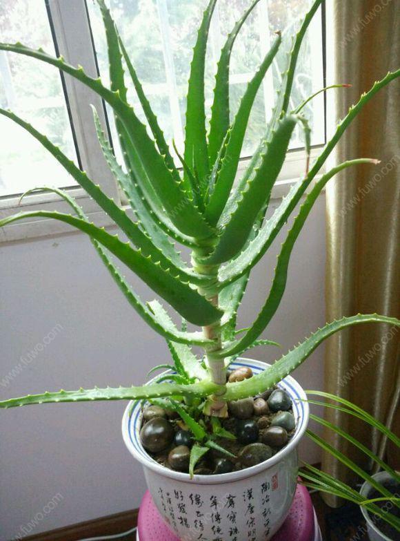 家養(yǎng)的盆栽植物_家里盆栽養(yǎng)什么植物好_盆栽植物好養(yǎng)室內(nèi)