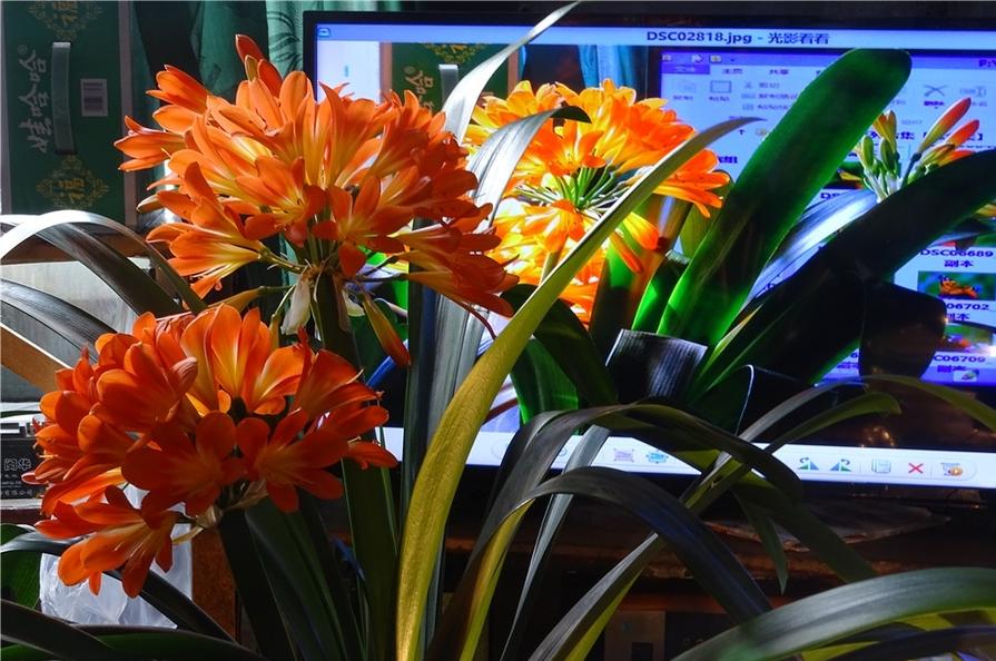 盆栽植物好養(yǎng)室內(nèi)_家里盆栽養(yǎng)什么植物好_家養(yǎng)的盆栽植物