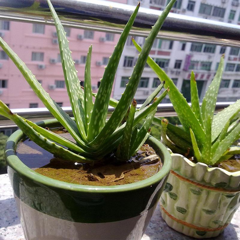 家里盆栽養(yǎng)什么植物好_盆栽植物好養(yǎng)室內(nèi)_家養(yǎng)的盆栽植物