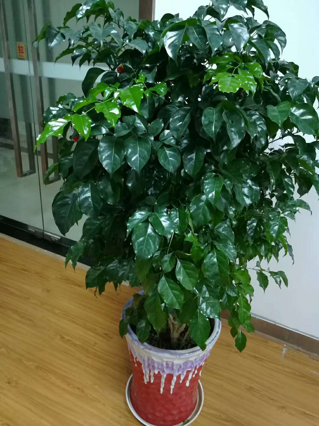 家里盆栽養(yǎng)什么植物好_家養(yǎng)的盆栽植物_盆栽植物好養(yǎng)室內(nèi)