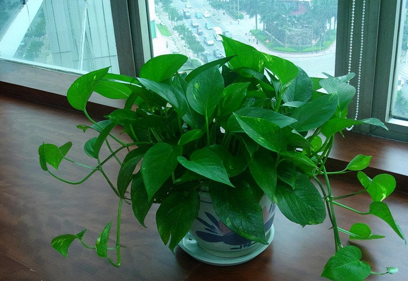 盆栽植物好養(yǎng)室內(nèi)_家里盆栽養(yǎng)什么植物好_家養(yǎng)的盆栽植物