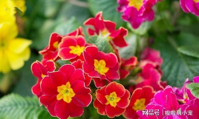 冬天好養(yǎng)活的植物_冬天好養(yǎng)活的花卉植物_冬天什么植物好養(yǎng)活