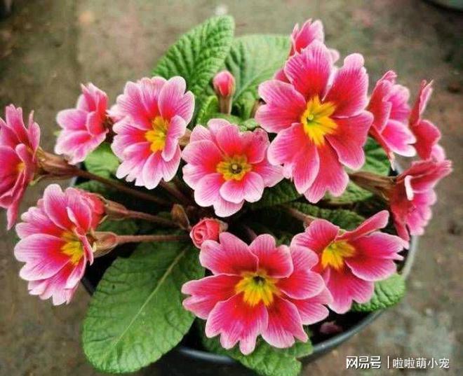 冬天什么植物好養(yǎng)活_冬天好養(yǎng)活的花卉植物_冬天好養(yǎng)活的植物