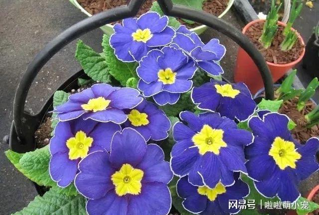 冬天什么植物好養(yǎng)活_冬天好養(yǎng)活的植物_冬天好養(yǎng)活的花卉植物