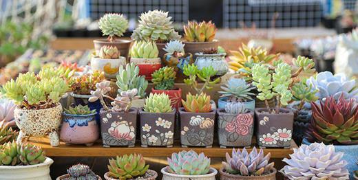 花卉中比較耐陰的花卉是_耐陰的花卉有哪些_耐陰花期長(zhǎng)