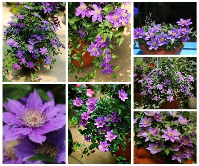 超級耐寒！這些花卉北方的冬天也凍不死