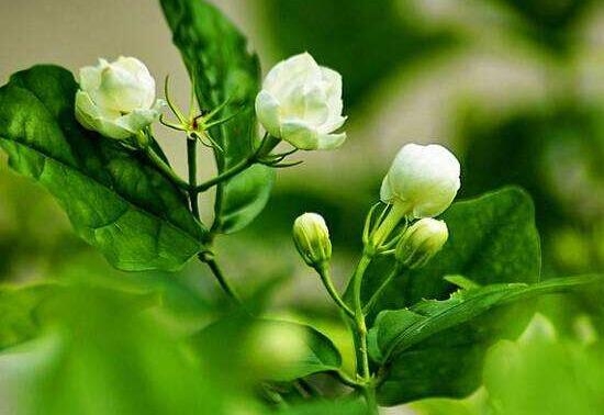 茉莉花盛開的月份_茉莉花開花月份_茉莉花開幾月份開花