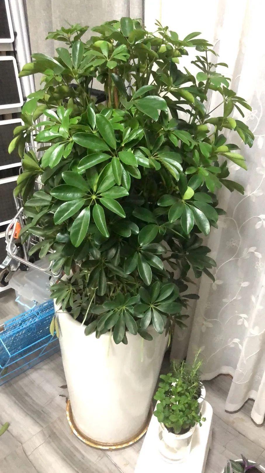 5種“耐蔭花”，適合種客廳，哪怕沒有光照，它們也可以活