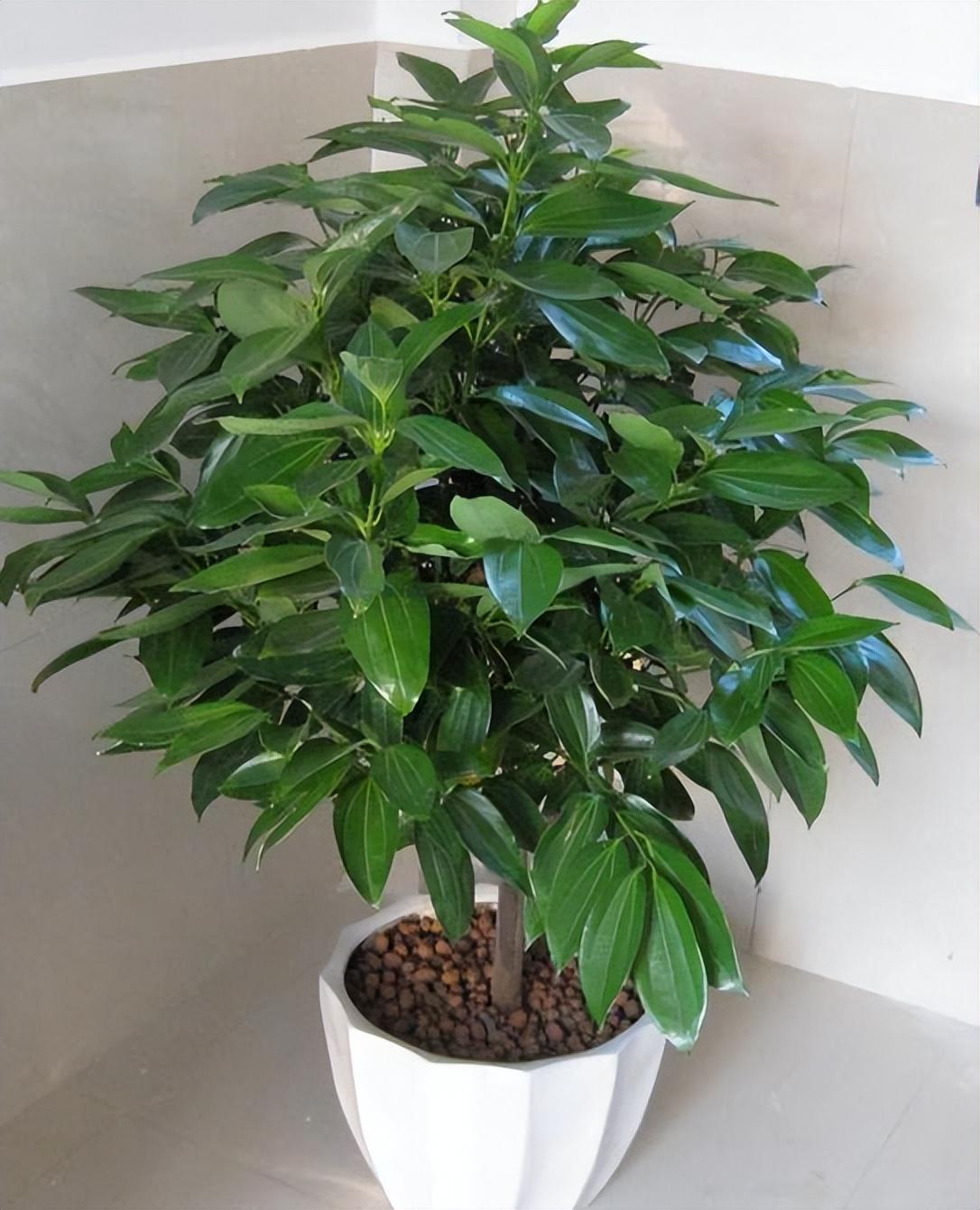 室內(nèi)植物喜陰的有哪些_喜陰的室內(nèi)植物_室內(nèi)植物喜陰還是喜陰
