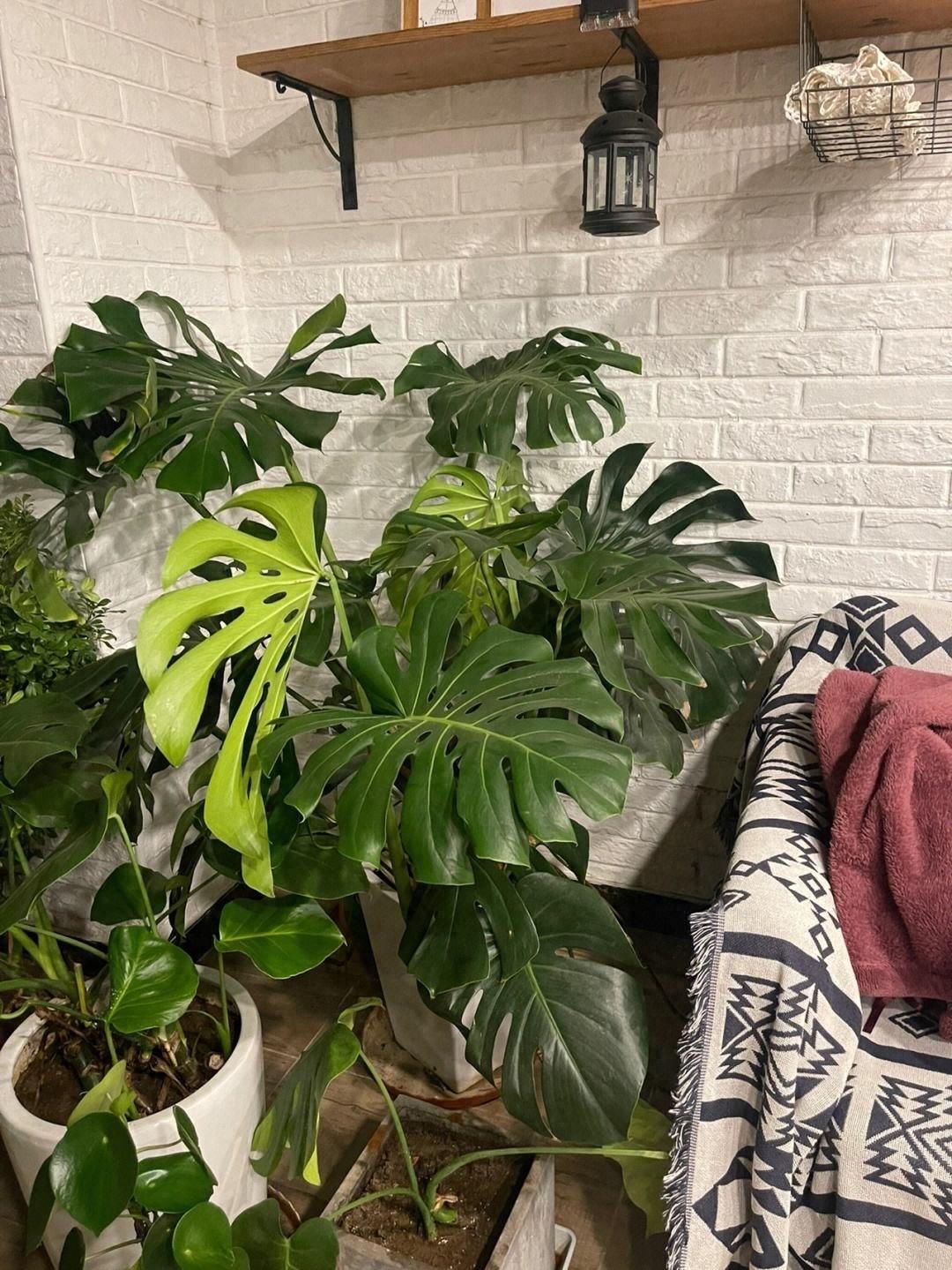 室內(nèi)養(yǎng)花，選這“6種花”，漂亮耐陰好養(yǎng)很皮實(shí)，吸灰塵添美感