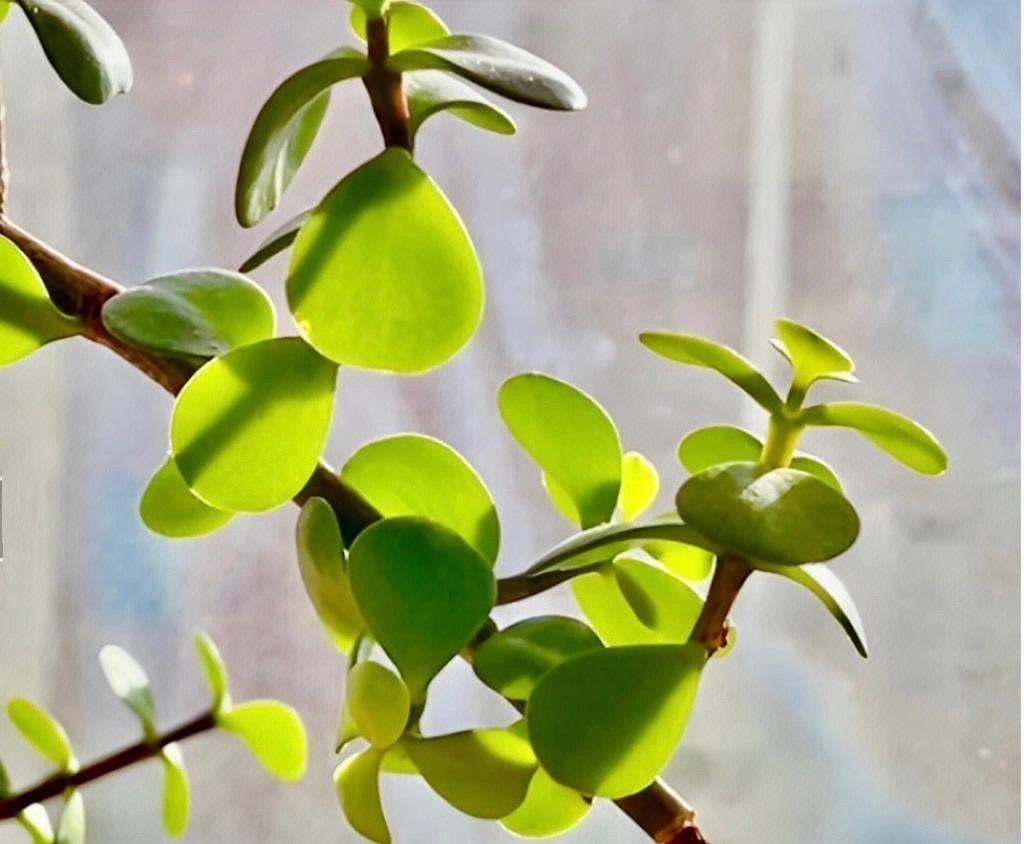 室內(nèi)養(yǎng)適合花草的植物_室內(nèi)養(yǎng)適合花的植物_十種適合室內(nèi)養(yǎng)的花