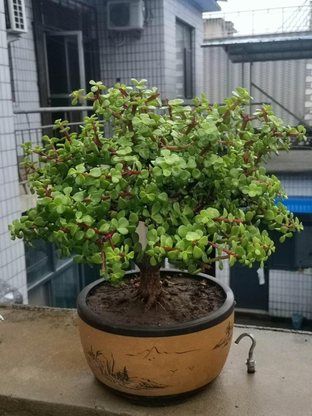 室內(nèi)養(yǎng)適合花的植物_室內(nèi)養(yǎng)適合花草的植物_十種適合室內(nèi)養(yǎng)的花